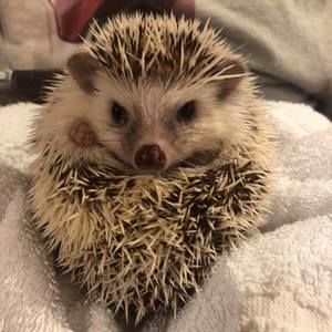 Meet your Posher, Austin